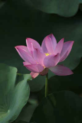 VERTEX AGENCIES lotus,kamal gatta Seed(11 per packet)