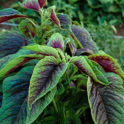 Quentova Red Amaranth Callaloo Chinese Spinach-QLTY-6O Seed(200 per packet)