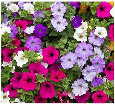 CYBEXIS Petunia - Balcony Mix (Trailing) Seed(50 per packet)