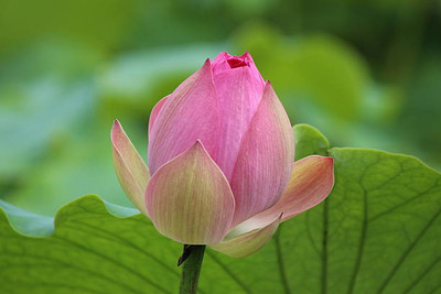 Pivotal Life lotus,kamal gatta Seed(10 per packet)