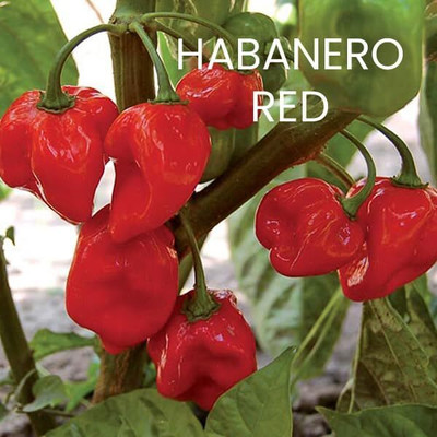 Biosnyg Fast Growing Habanero Red Hot Chilli Seeds For Kitchen Gardening-(2000 Seeds) Seed(2000 per packet)