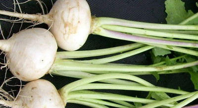 MYLAWN Turnip Egg white Seed(800 per packet)