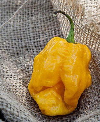 KNESSiN F1 Hybrid Golden Habanero Pepper Seeds For Kitchen Gardening-(1200 Seeds) Seed(1200 per packet)