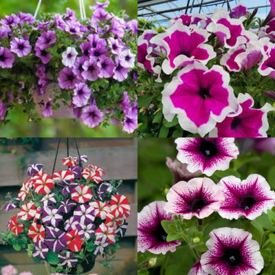 ibains Petunia flower seeds hybrid supercascade pan american bij 57 Seed(57 per packet)