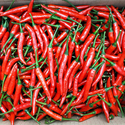 CYBEXIS Hybrid Hot Chilli Pepper Seeds600 Seeds Seed(600 per packet)