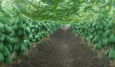 ibains Red lady 786 papaya seed 10 gm Seed(100 per packet)