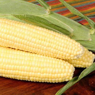 Qualtivate DXL-2AT Bodacious RM Hybrid Corn Seeds Seed(400 per packet)