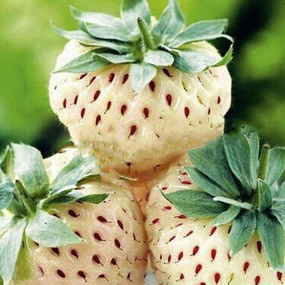 KNESSiN XI-88 White Strawberry Seed(50 per packet)