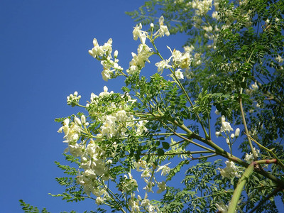 CYBEXIS ATS-16 - Moringa Drumsticks PKM Rama 115 - (150 Seeds) Seed(150 per packet)