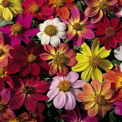 LPR DAHLIA Seed(25 per packet)