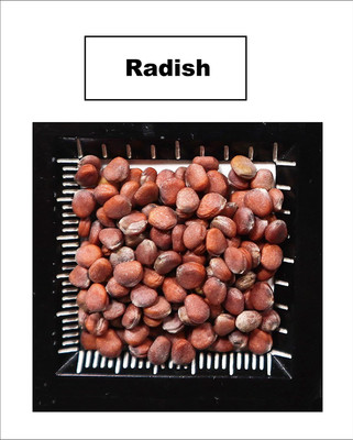 CYBEXIS Japanese Minowase Daikon Radish - Seed(2250 per packet)