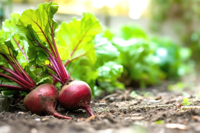 GREENSEA Beetroot, Chukandar Seed(48 per packet)