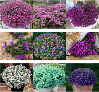 Qualtivate RES-9A Mix Creeping Thyme Ground Cover Seed(50 per packet)