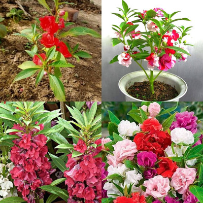 ibains Balsam flower seeds red color bij 31 Seed(31 per packet)