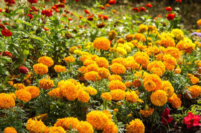 BREMBO marigold,gende ka phool seeds Seed(21 per packet)