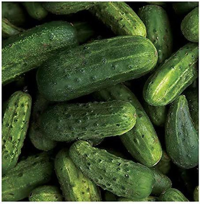 CYBEXIS KGF -88 - National Pickling Cucumber - (1350 Seeds) Seed(1350 per packet)