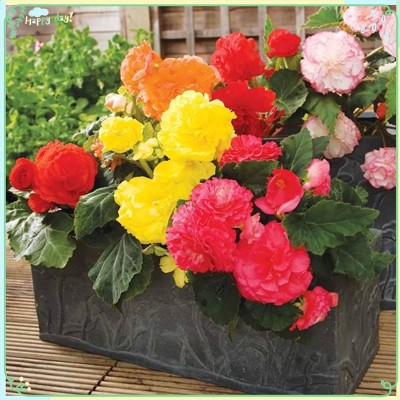 VibeX XLL-1 - Rare Flower Plant Begonia (Tuberous) - Nonstop Mix - (270 Seeds) Seed(270 per packet)