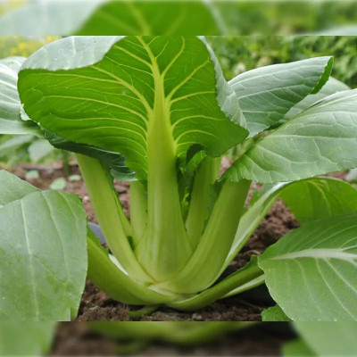 Atlus Pak Choi Vegetable Seed(80 per packet)