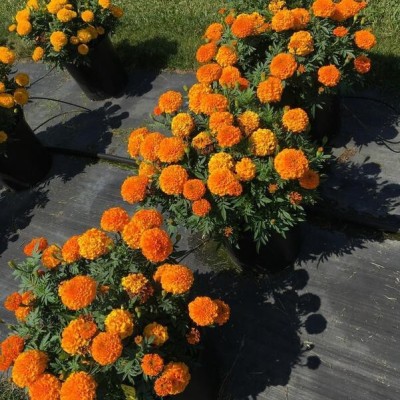 Quentova African Marigold Flower Seeds for Balcony Gardening Orange-KGF-1A Seed(50 per packet)