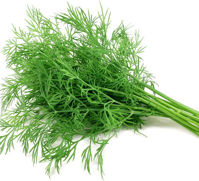 Qualtivate XL-20 Dill Mammoth Giant Seed(500 per packet)