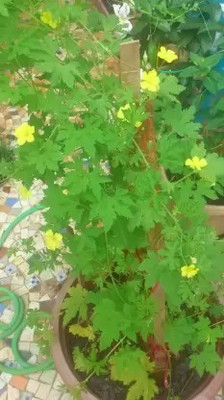 Aro Bitter Gourd, Karela Seed(85 per packet)