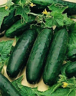 CYBEXIS Organic Vegetable - Cucumber - Marketmore1000 Seeds Seed(1000 per packet)