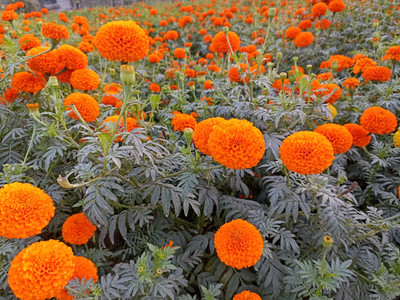 N.G.M. AGROCARE Hybrid Marigold Flower Mix 200 Seed(200 per packet)