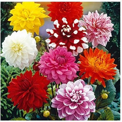 Aywal Zinnia-Dahlia Mix Hybrid flower Seed(10 per packet)