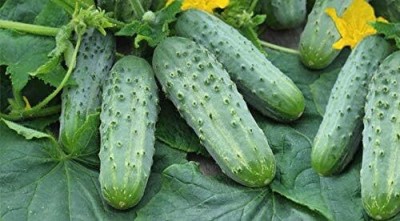 Qualtivate EXL-4AT Pickling Cucumber Open-Pollinated Seed(300 per packet)