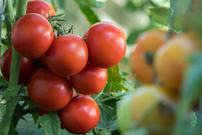 Jevik tomato Seed(60 per packet)