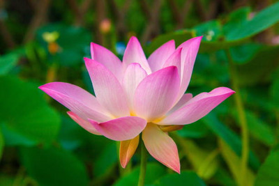 SIDDHARTH FISH FARM lotus,kamal gatta Seed(10 per packet)