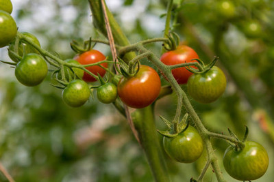 jayanth tomato Seed(30 per packet)