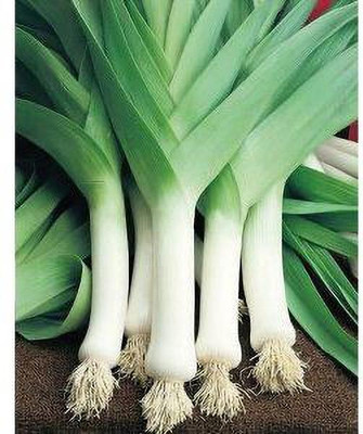 Jevik Black-Seeded-Simpson-Lettuce- Seed(150 per packet)