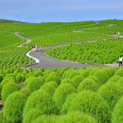 Avysa Burning Bush - Kochia scoparia seeds Seed(15 per packet)