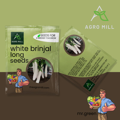 AGRO MILL WHITE BRINJAL LONG / EGGPLANT /SAFED BAINGAN /BAIGAN /HIGH GERMINATION VEGETABLE Seed(200 per packet)