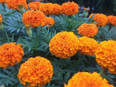 AmbeStore marigold,gende ka phool Seed(40 per packet)