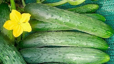 Qualtivate XXX-4A Indoor Cucumber Zozula Self-Pollinating Seed(300 per packet)