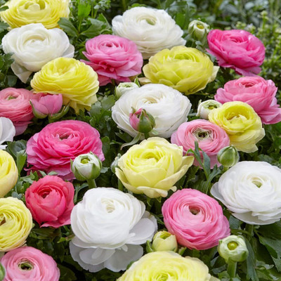 Aywal Buttercup/Ranunculus (Snow White) Imported and Healthy Flower Bulbs Seed(7 per packet)
