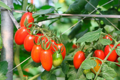 Sakshi Farms tomato Seed(85 per packet)