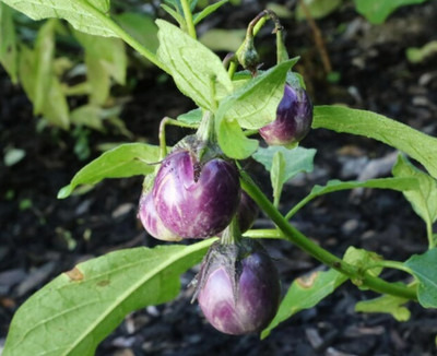 UGRA Baby Patio Eggplant Seed(100 per packet)