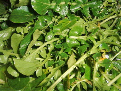 XOLDA Organic water cress herb Seed(48 per packet)