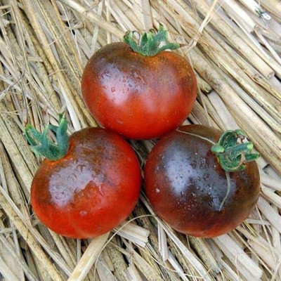 CYBEXIS Fast Germination Tomato Blue Streak Seeds2000 Seeds Seed(2000 per packet)