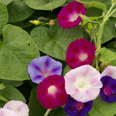 CYBEXIS GBPUT-61 - Morning Glory Fieldgrown - (100 Seeds) Seed(100 per packet)