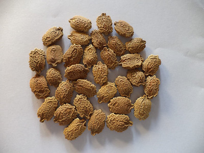 CYBEXIS GBPUT-95 - Bitter Gourd Karela - (300 Seeds) Seed(300 per packet)