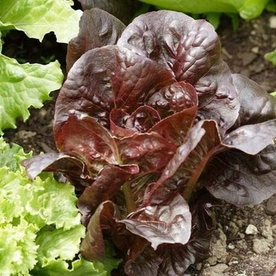 CYBEXIS Leaf Lettuce Vegetable Seeds4000 Seeds Seed(4000 per packet)