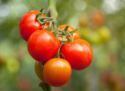 Click to buy tomato Seed(65 per packet)