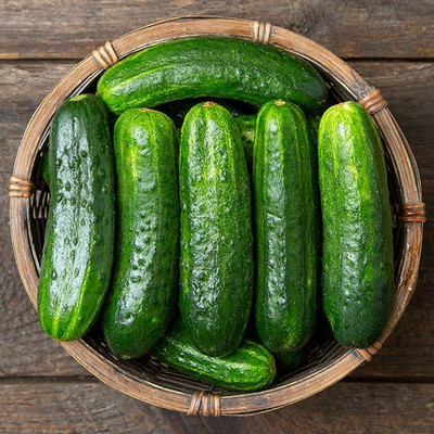 Avysa EXCELSIOR F1 CUCUMBER SEEDS-CuC_1699 Seed(500 per packet)