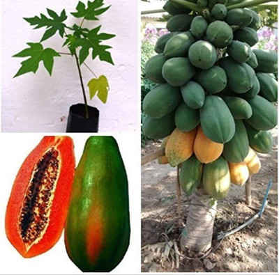 KNESSiN FARM Dwarf Hybrid Papaya Fruit[100 Seeds] Seed(100 per packet)