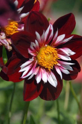Lorvox Dahlia hybrid flower Seed(35 per packet)