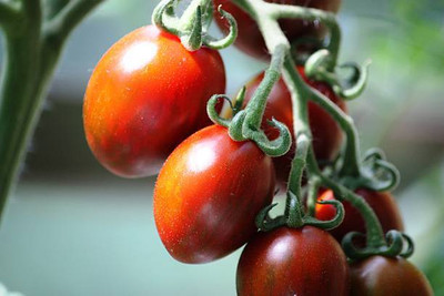 Earthvilla tomato Seed(105 per packet)
